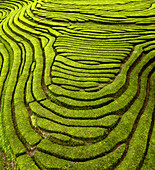 Aerial drone view of a tea plantation on a hill, forming lines and shapes, Gorreana Tea Factory, Sao Bras, Maia, Azores, Portugal.
