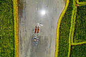Aerial view of the water buffalos in the rice fields at Penarungan, Bali, Indonesia. Rice being planted in this way serves as one of the most important food for about 25% of the human civilisation.