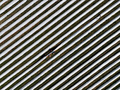 Aerial view of asparagus harvest at Oderbruch, Brandenburg, Germany.