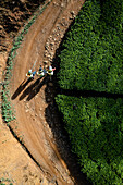 Aerial top down view of three women working in a tea field plantation, Nuwara Eliya, Sri Lanka.