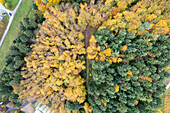 Aerial view of Autumn Black Forest Trees in Heimbach, Baden-Wurttemberg, Germany.