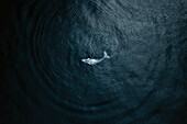 Aerial view of baby humpback whale in Pacific ocean near Baja California Sur, Mexico.