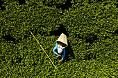 Aerial view of an old woman working in a green tea plantation, Nuwara Eliya, Sri Lanka.