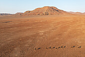 Aerial view of Ostrich (Struthio camelus), at a rocky desert plain at the edge of the Hoarusib river, Kaokoland, Kunene Region, Namibia.