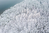 Luftaufnahme der schneebedeckten Baumkronen des Winterwaldes in Kaunas, Litauen.