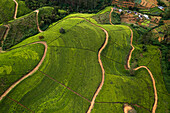Aerial view of beautiful tea plantation patterns near Nuwara Eliya, Sri Lanka.