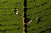 Aerial view of women working on a green tea plantation on hillside near Nuwara Eliya, Sri Lanka.
