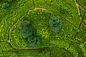 Luftaufnahme einer Teeplantage in Nuwara Eliya, Sri Lanka, von oben.