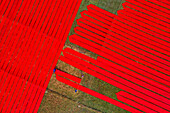 Aerial view of people working with red cloth drying lines at textile factory, Narsingdi, Bangladesh.