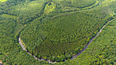 Aerial view of lush green forest and winding river in a peaceful landscape, Callington, England.