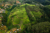 Aerial view of beautiful tea plantation field in rural countryside area, Nuwara Eliya, Sri Lanka.