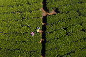 Aerial view of women working on a green tea plantation on hillside near Nuwara Eliya, Sri Lanka.