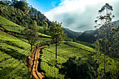Aerial view of tea plantation landscape near Nuwara Eliya, Sri Lanka.