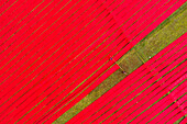 Aerial view of people working with red cloth drying lines at textile factory, Narsingdi, Bangladesh.