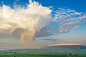 Aerial view of Rice fields (Oryza sativa) and isolated cumulus cloud with downpour. In July. Aerial view. Drone shot. Ebro Delta Nature Reserve, Tarragona province, Catalonia, Spain.