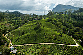 Luftaufnahme einer Teeplantage auf einem Hügel nahe der Stadt Ella, Sri Lanka.