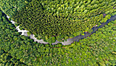 Aerial view of lush forest and tranquil river in Cornwall, Tavistock, United Kingdom.