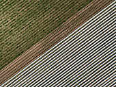 Aerial view of asparagus harvest at Oderbruch, Brandenburg, Germany.
