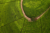 Aerial view of beautiful tea plantation field near Nuwara Eliya, Sri Lanka.