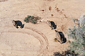 Luftaufnahme des Afrikanischen Elefanten (Loxodonta africana), sogenannter Wüstenelefant, brütende Herde im trockenen Bett des Ugab-Flusses, Luftaufnahme, Drohnenaufnahme, Damaraland, Namibia