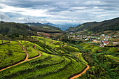 Aerial view of tea plantation landscape near Nuwara Eliya, Sri Lanka.