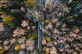 Luftaufnahme von oben auf ein silbernes Auto, das im Wald in der Nähe von Kaunas, Litauen, abseits der Straße fährt.