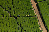 Aerial view of people working in a green tea field plantation, Nuwara Eliya, Sri Lanka.