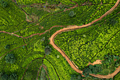 Aerial top down view of tea plants growing in plantation near Nuwara Eliya, Sri Lanka.