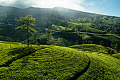 Aerial view of green tea plantation landscape in mountains valley, Nuwara Eliya, Sri Lanka.