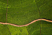 Aerial view of winding gravel road through tea plantation fields in Sri Lanka.
