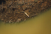 Aerial top down view of mugger crocodile in Mau Ara reservoir, Udawalawe national park, Sri Lanka.