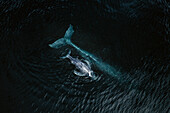 Aerial view of a Humpback whale mother and calf in Pacific ocean, Baja California Sur, Mexico.