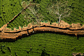 Aerial view of people working in a tea field plantation, Nuwara Eliya, Sri Lanka.