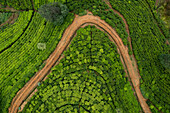 Aerial top down view of tea plants pattern in plantation near Nuwara Eliya, Sri Lanka.