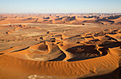 Luftaufnahme von Sanddünen in der Namib-Wüste. Die Kameldornbäume (Acacia erioloba) wachsen entlang des trockenen Flussbettes des Tsauchab-Flusses. Am Abend, Namib-Naukluft-Nationalpark, Namibia.
