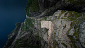Luftaufnahme der dramatischen Preikestolen-Klippe mit Wanderern über einem ruhigen Fjord, Rogaland, Norwegen.