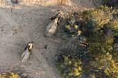 Luftaufnahme des Afrikanischen Elefanten (Loxodonta africana), Kaokoland, Kunene Region, Namibia.