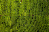 Aerial top down view of tea plants growing near Nuwara Eliya, Sri Lanka.
