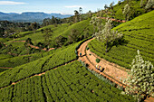 Colombo, Sri Lanka - 01. Januar 2022: Luftaufnahme von Frauen bei der Arbeit auf einer grünen Teeplantage an einem Berghang in der Nähe von Nuwara Eliya, Sri Lanka.