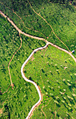 Luftaufnahme einer grünen Teeplantage in Kerala, Waynad, Kerala, Indien.