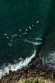 Aerial view of surfer surfing waves in Hiriketiya bay, Sri Lanka.