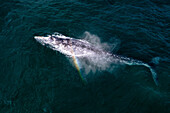 Aerial view of Gray Whale in Pacific ocean near Mexican shore, Baja California Sur, Mexico.
