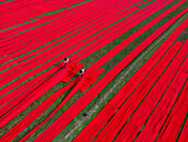 Aerial view of people working with red cloth drying lines at textile factory, Narsingdi, Bangladesh.