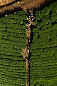Aerial view of people working in a tea field plantation, Nuwara Eliya, Sri Lanka.