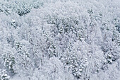 Luftaufnahme der schneebedeckten Baumkronen des Winterwaldes in Kaunas, Litauen.