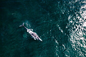 Aerial view of Gray Whale in Pacific ocean near Mexican shore, Baja California Sur, Mexico.