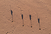 Ostrich (Struthio camelus), roaming a sandy desert plain in the last light of the evening, aerial view, drone shot, Damaraland, Kunene Region, Namibia.