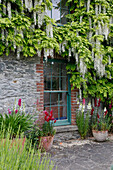 Historic cottage glass door surrounded by white blue rain (Wisteria floribunda 'Alba') and snapdragons in pots