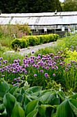 Herb garden with flowering chives (Allium schoenoprasum) in front of a historic greenhouse