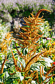 Amaranth (Amaranthus paniculatus 'Hot Biscuit')